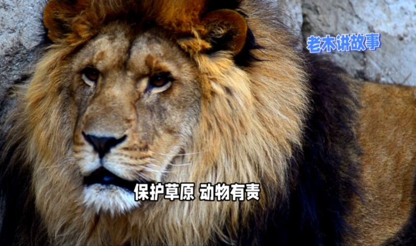 欧美国家动物保护法律的发展与启示