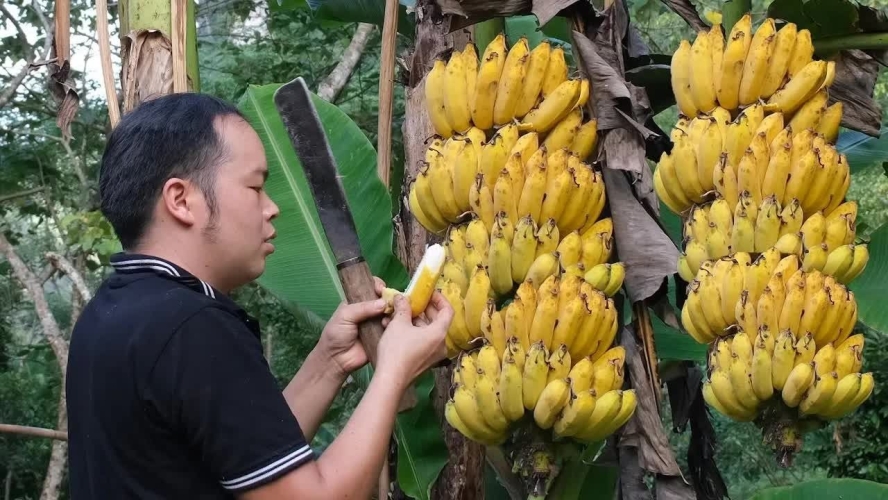 香蕉视频在线视频亚洲香蕉视频，亚洲在线视频盛宴