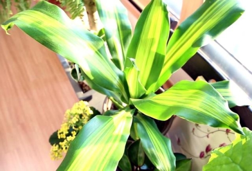 探索久久成人亚洲香蕉草草背后的神秘文化