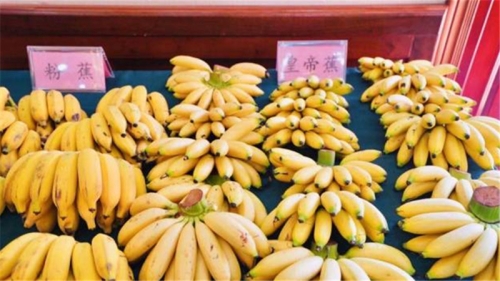 国产精品香蕉在线观看，探索2021年的文化盛宴国产香蕉是中国哪的