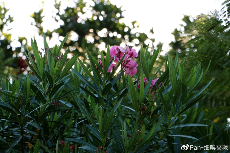 青草线蕉综合，新闻资讯网站上的多元角色与未来展望久久久久青草线蕉综合,日韩欧美亚免费高清视频